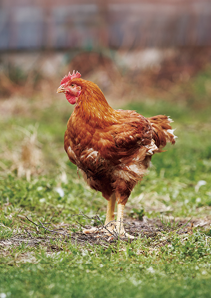 世界中で愛される鶏料理と日本酒の洗練されたペアリング